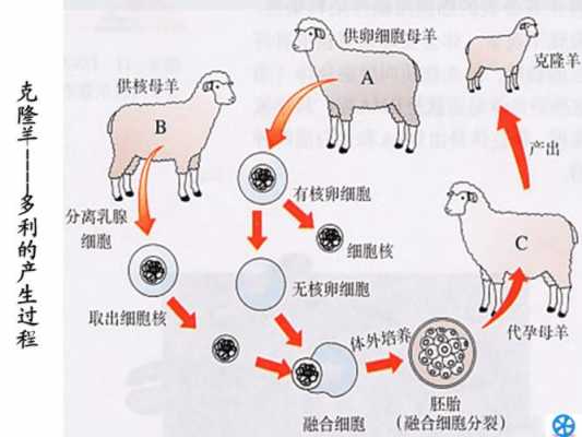 克隆多利的过程（克隆多利的过程中用到了什么和什么的生物 技术）-图3