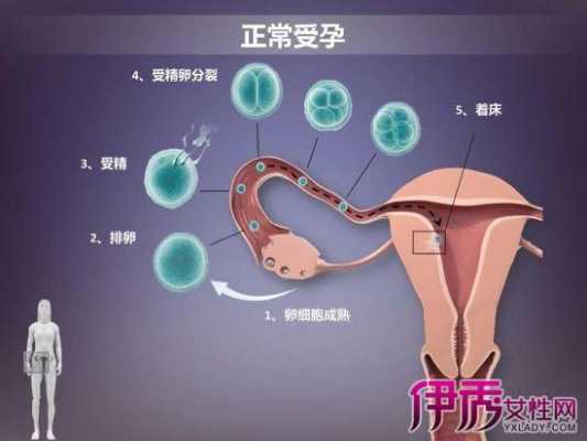 女人受孕过程图解（女人受孕过程图解高清）-图1