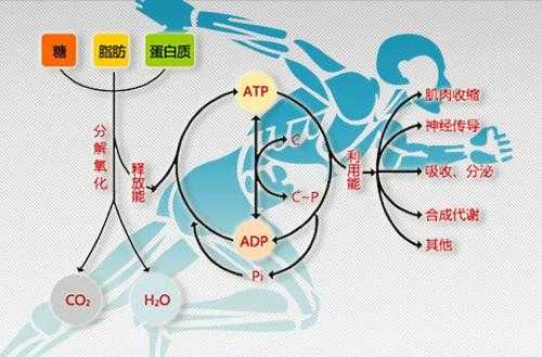 一千米跑步过程（一千米跑步过程中能量代谢完全是有氧代谢）-图3