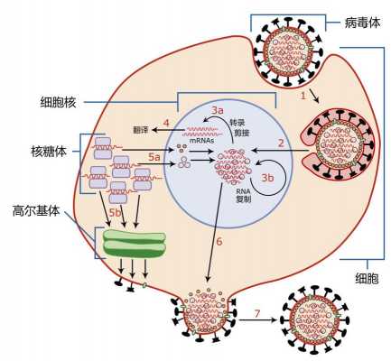 病毒发现的过程（病毒的发现经历了怎样的过程）-图3