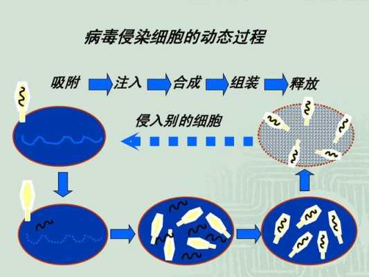 病毒发现的过程（病毒的发现经历了怎样的过程）-图1