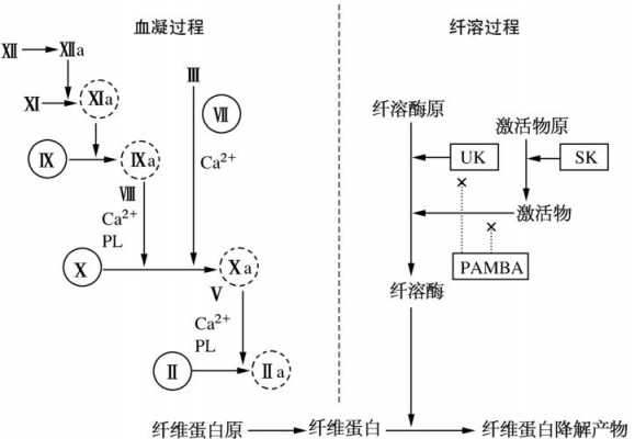 关纤溶过程（纤溶的基本过程包括）-图1