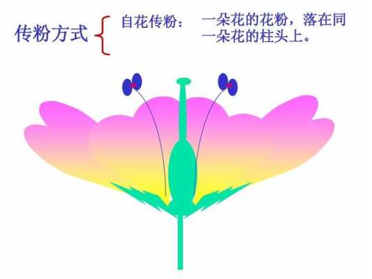 花粉传粉过程叫什么（花粉传播方式以及过程）-图1