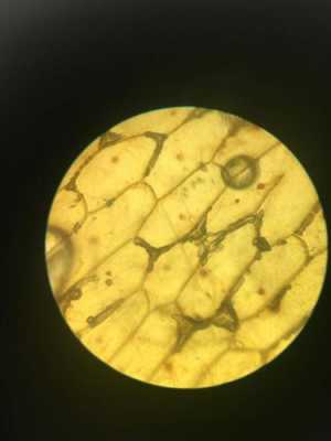 洋葱鳞片内表皮过程（洋葱鳞片内表皮做什么实验）-图2
