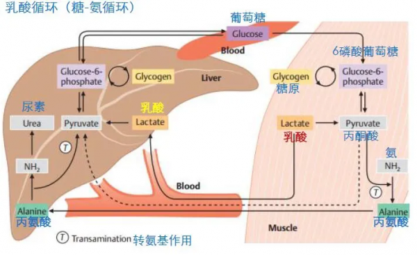 乳酸循环耗能过程（乳酸循环耗能过程图）-图1