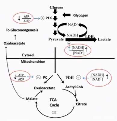 乳酸循环耗能过程（乳酸循环耗能过程图）-图2
