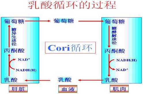 乳酸循环耗能过程（乳酸循环耗能过程图）-图3