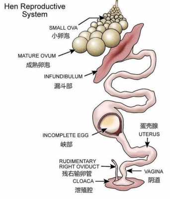 鸡的受精过程（鸡的受精作用在哪里进行）-图2