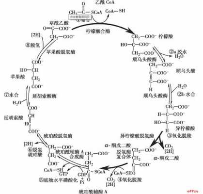 真的氧化过程（氧化过程具有哪些特点）-图2