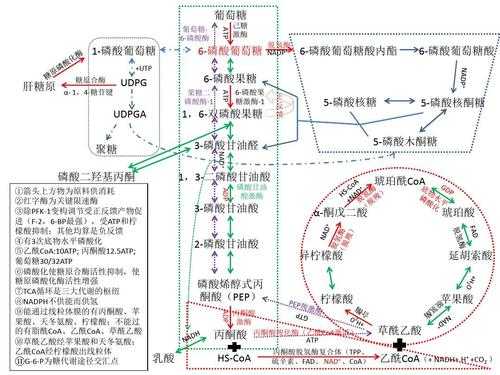 生物代谢的过程（生物代谢的过程图）-图1