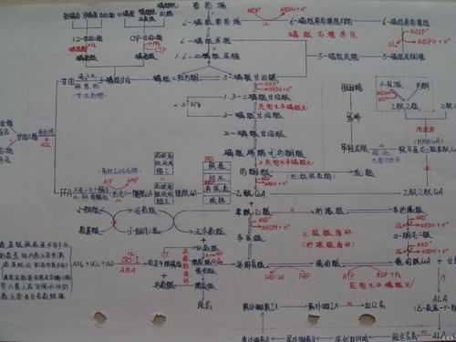 生物代谢的过程（生物代谢的过程图）-图2