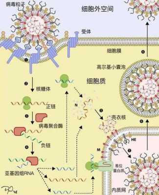 病毒的复制过程视屏（病毒复制过程的简图）-图3