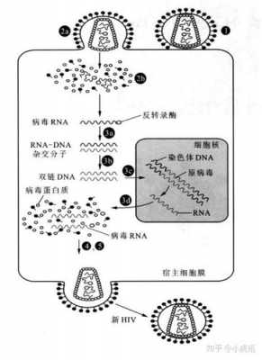 病毒的复制过程视屏（病毒复制过程的简图）-图2