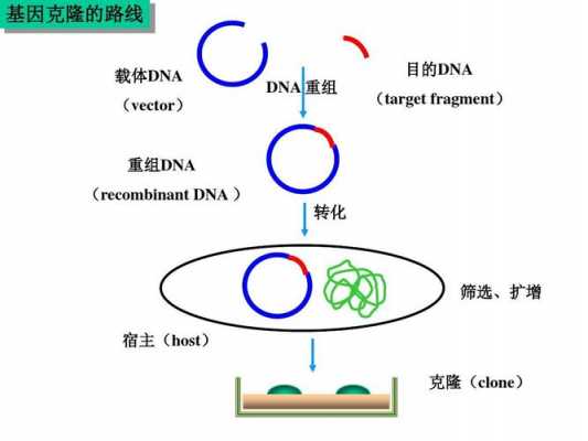 基因克隆英语过程（基因的克隆与表达流程）-图1