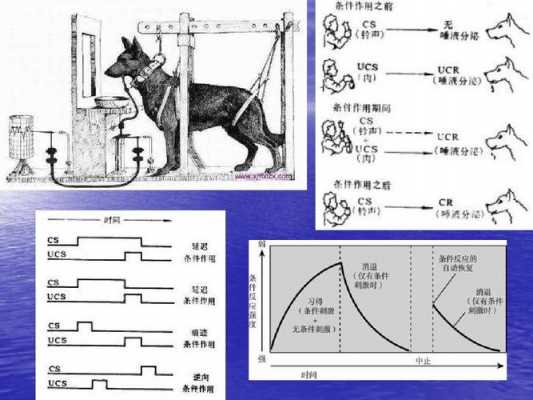 条件作用形成过程（条件作用形成过程怎么写）-图2