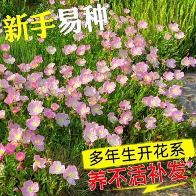 花朵播种的过程（花种播种）-图3