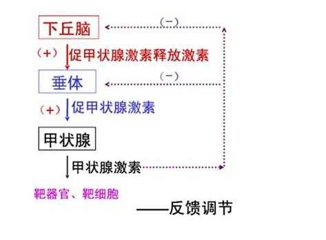 甲状腺激素平衡调节过程（甲状腺激素平衡调节过程图）-图2