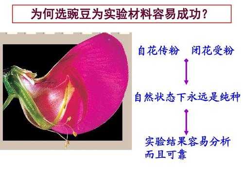 豌豆授粉具体过程（豌豆杂交实验人工授粉的方式）-图1