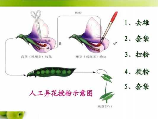 豌豆授粉具体过程（豌豆杂交实验人工授粉的方式）-图3