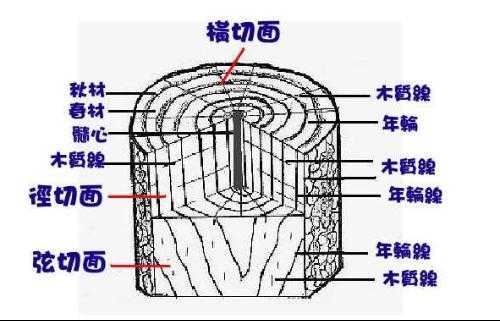 木材新生管胞形成过程（木材生长原理）-图2