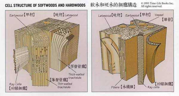 木材新生管胞形成过程（木材生长原理）-图1