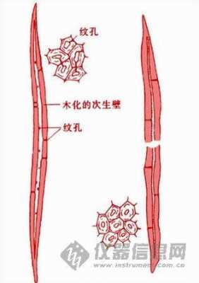 木材新生管胞形成过程（木材生长原理）-图3