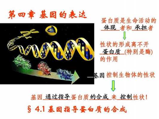 基因控制酶合成过程（基因通过控制酶的合成来控制什么）-图3