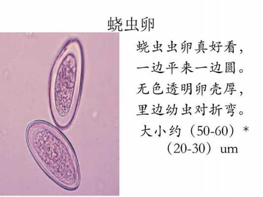 蛲虫产卵的过程（蛲虫卵发育成幼虫要多久）-图1