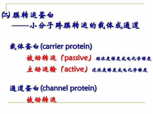 钠泵主动转运的过程（钠泵转运属于哪一种主动转运形式）-图1