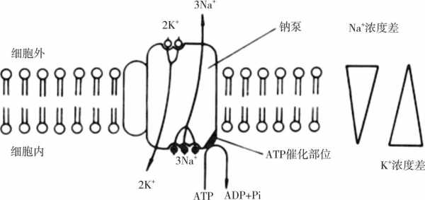 钠泵主动转运的过程（钠泵转运属于哪一种主动转运形式）-图2