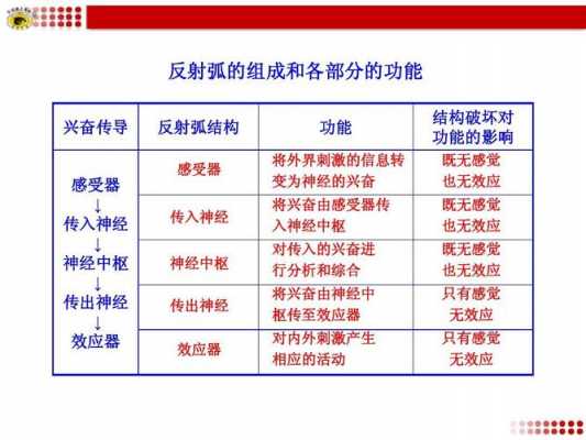 反应弧的过程（反应弧真长）-图2