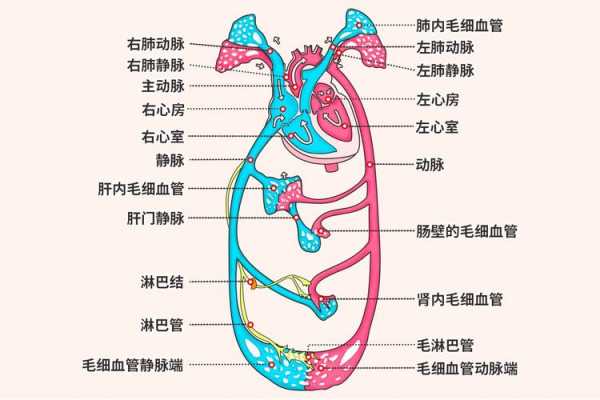 体循环心脏循环过程（体循环心脏简图）-图2