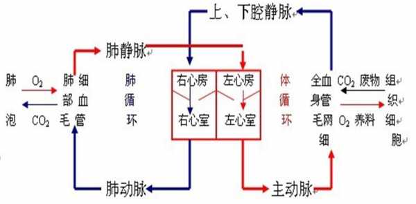 体循环心脏循环过程（体循环心脏简图）-图3