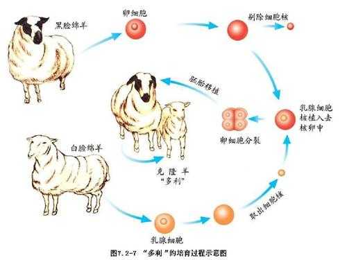 克隆的完整过程（克隆的原理是什么?）-图1