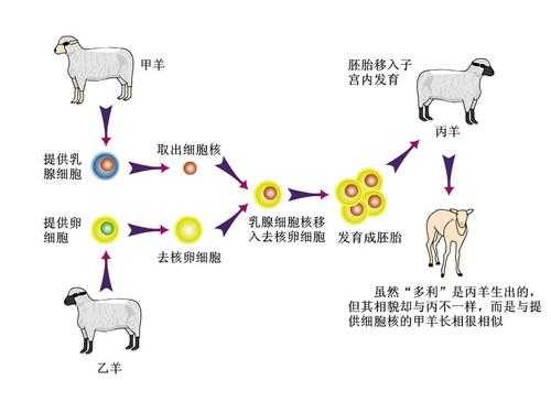 克隆的完整过程（克隆的原理是什么?）-图2