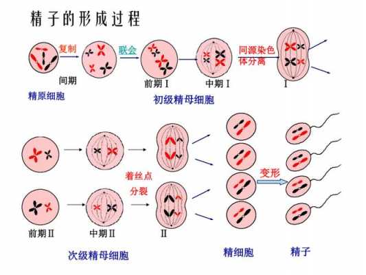 减数分裂的过程（有丝和减数的过程图解）-图2