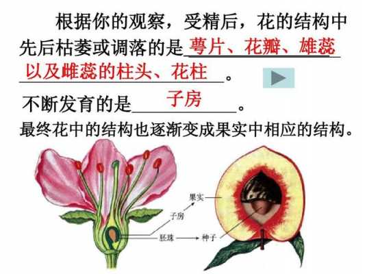 果实的形成过程开花（果实的形成过程依次是）-图1