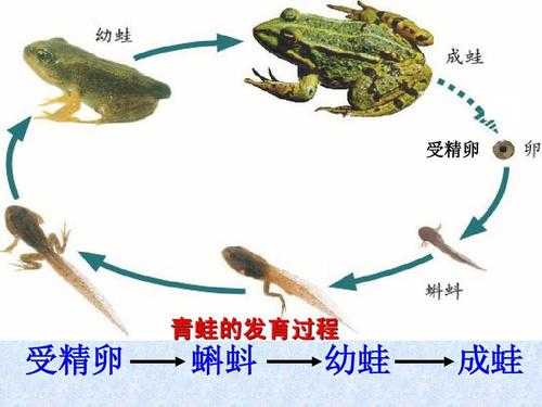 包含青蛙的生殖和发育过程的词条-图2