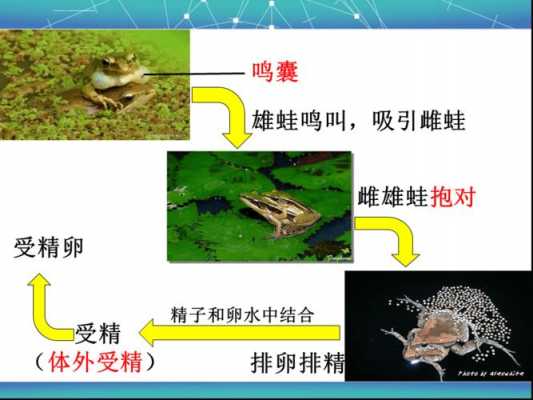 包含青蛙的生殖和发育过程的词条-图1