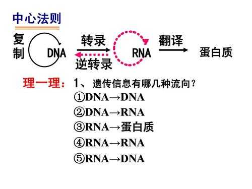 DNA的转录过程简述（dna的转录过程简述怎么写）-图1