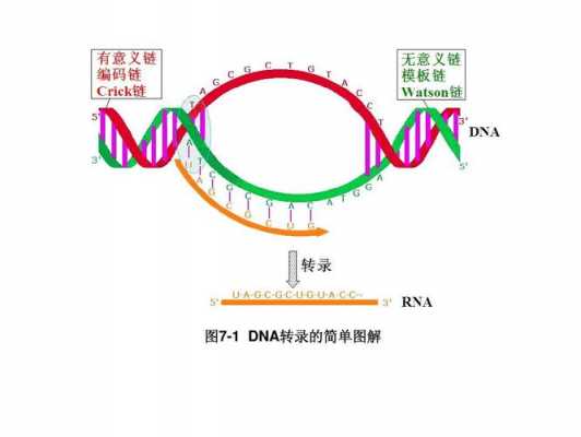 DNA的转录过程简述（dna的转录过程简述怎么写）-图2