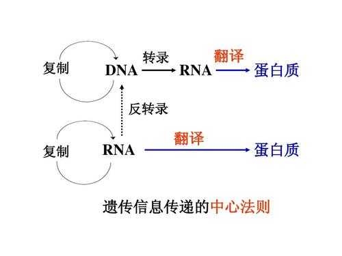 DNA的转录过程简述（dna的转录过程简述怎么写）-图3