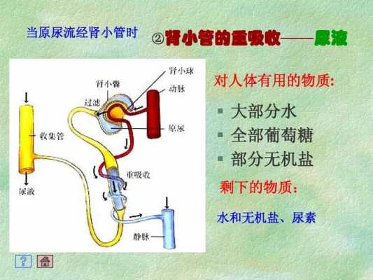 尿形成过程模型（尿液的形成过程模拟实验）-图3