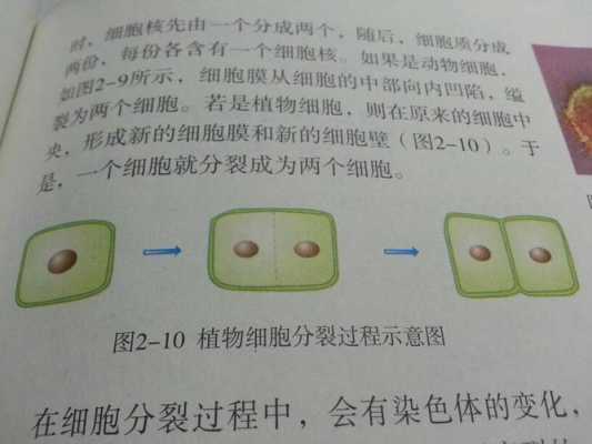 关于过程1表示细胞的分裂的信息-图1