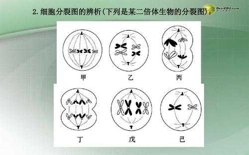 关于过程1表示细胞的分裂的信息-图3