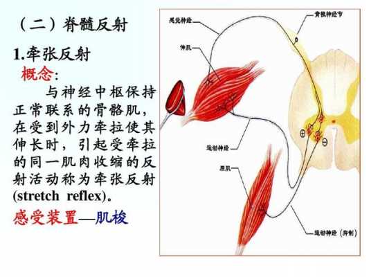 躯体运动反射过程（躯体运动反射过程图）-图3