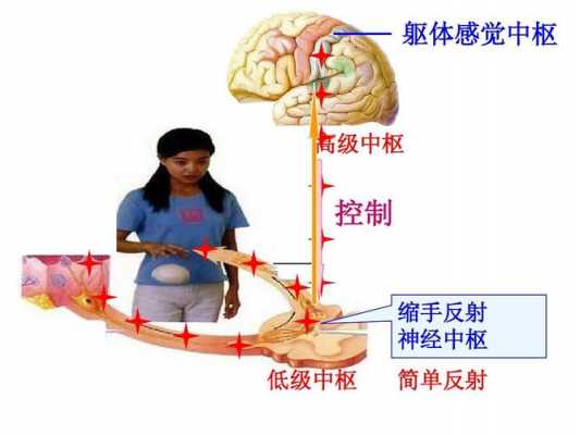 躯体运动反射过程（躯体运动反射过程图）-图2