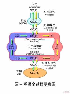 呼吸形成过程（呼吸形成过程示意图）-图2