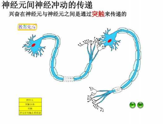 突触结构传导过程（突触的传递方向简图）-图3