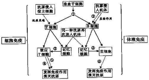 特异性免疫过程（特异性免疫过程概念图）-图2